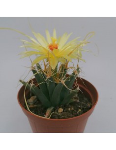 Leuchtenbergia principis...