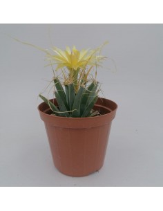 Leuchtenbergia principis... 2