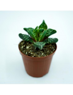 Faucaria tigrinapot 8