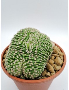 Echinopsis Eyriesii f. crestata - pot 16