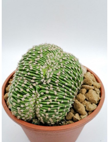 Echinopsis Eyriesii f. crestata - pot 16