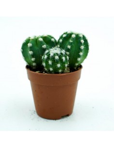 Echinopsis Subdenudato x3 vaso 5,5