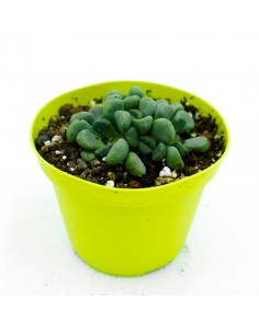 Aloinopsis Schooneesii - pot 10
