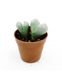 Argyroderma vaso 5,5