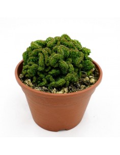 Euphorbia Horrida Crestata vaso 16