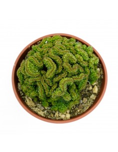 Euphorbia Horrida Crestata vaso 16 2