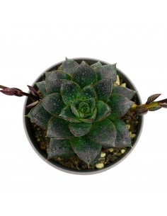 Echeveria Purpusorum vaso 14 2