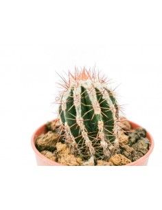 Echinopsis hybrid cv. HAKU-JO-MARU