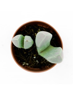 Argyroderma vaso 5,5 2