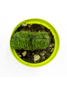 Polaskia Chicipe Crestata vaso 10 2