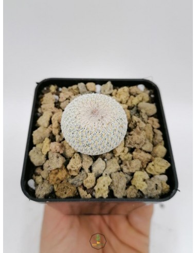 Epithelantha Micromeris - pot 7x7 cm