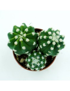 Echinopsis Subdenudato x3 vaso 5,5 2