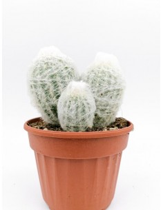 Espostoa Lanata - pot 14