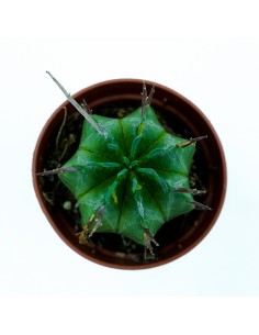 Euphorbia Meloformis vaso 5,5 2