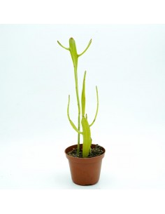 Euphorbia Enterophora vaso 10