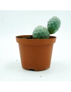 Tephrocactus Geometricus vaso 10