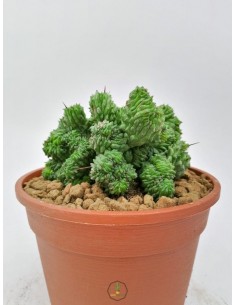 Euphorbia cv. Green Elf f. crestata