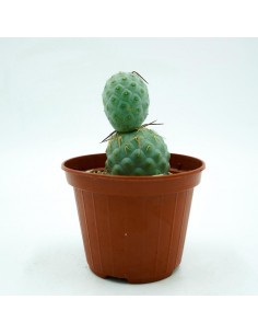 Tephrocactus Geometricus vaso 10