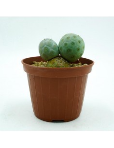 Tephrocactus Geometricus vaso 10