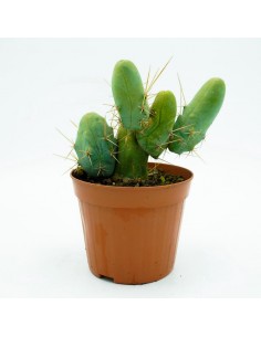 Trichocereus Bridgesii monstrose -vaso 13