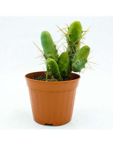 Trichocereus Bridgesii monstrose -vaso 13