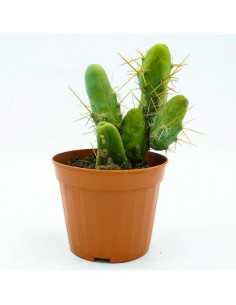 Trichocereus Bridgesii monstrose -vaso 13