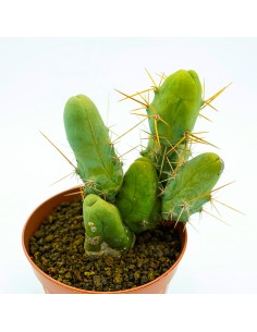 Trichocereus Bridgesii monstrose -vaso 13 2
