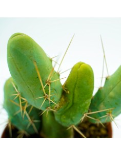 Trichocereus Bridgesii monstrose -vaso 13 2