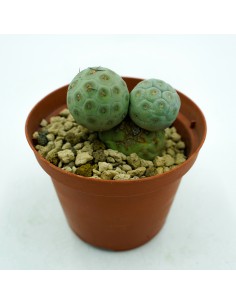 Tephrocactus Geometricus vaso 10 2