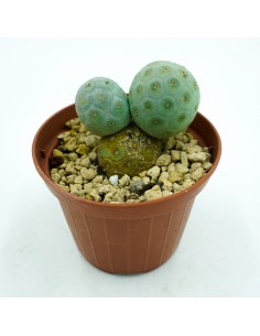 Tephrocactus Geometricus vaso 10 2