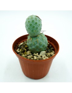Tephrocactus Geometricus vaso 10 2
