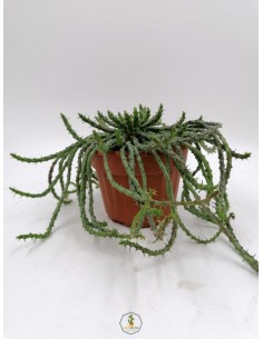 Euphorbia Flanaganii - pot 14 cm