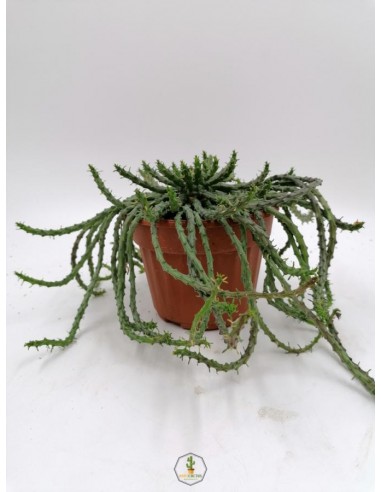 Euphorbia Flanaganii - pot 14 cm
