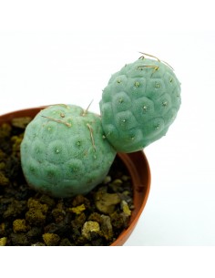 Tephrocactus Geometricus vaso 10 2