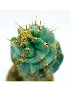 Forbesii Spiralis vaso 17 h25 2