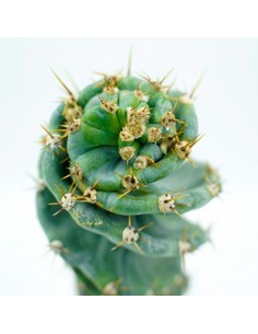 Forbesii Spiralis vaso 17 h 45 2