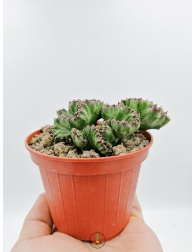 Euphorbia Lactea f. crestata - pot 10