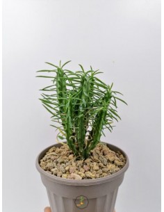 Euphorbia Macguffin - pot 14