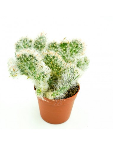 Opuntia vestita f. crestatavaso 6,5