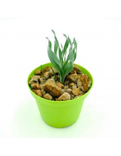 Albuca Concordiana vaso 10