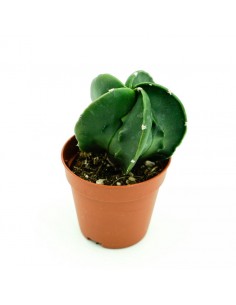 Astrophytium vaso 5,5