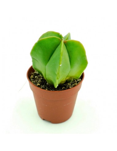 Astrophytium vaso 5,5