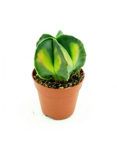 Astrophytium vaso 5,5