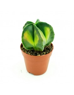 Astrophytium vaso 5,5