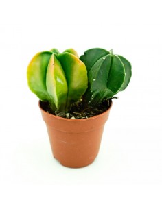 Astrophytium vaso 5,5