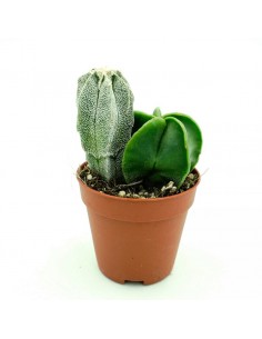 Astrophytium vaso 5,5