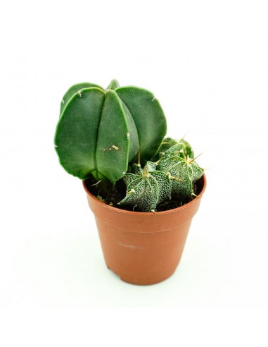 Astrophytium vaso 5,5