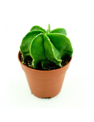 Astrophytium vaso 5,5