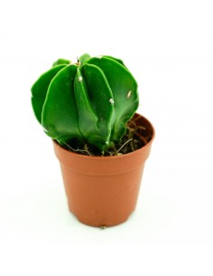 Astrophytium vaso 5,5