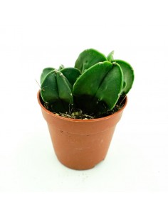 Astrophytium vaso 5,5